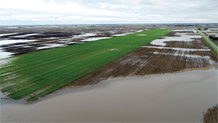 Aerial photograph of a tile-drained plot containing a cereal rye cover crop following a 5 cm rainfall in central Illinois. Photo by Jason Solberg.