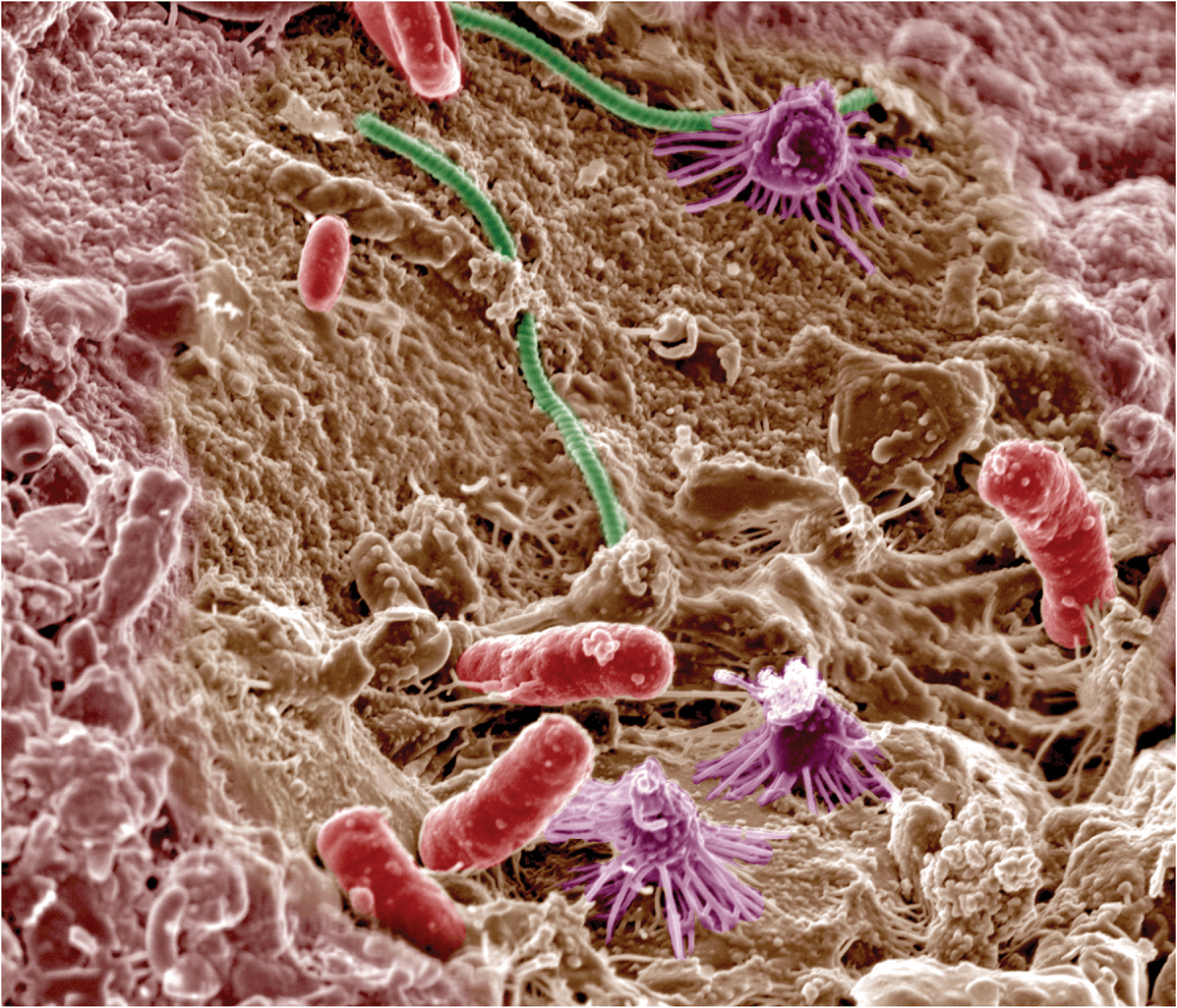 Soil microbes. Image courtesy of Pacific Northwest National Laboratory. Reprinted here under this license: https://creativecommons.org/ licenses/by-nc-sa/2.0/