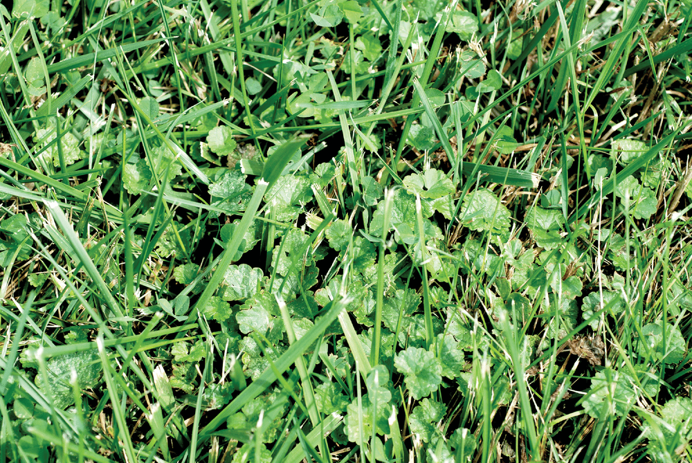 Ground ivy pictured in a Kentucky bluegrass field in West Lafayette, IN. Photo by Aaron Patton.