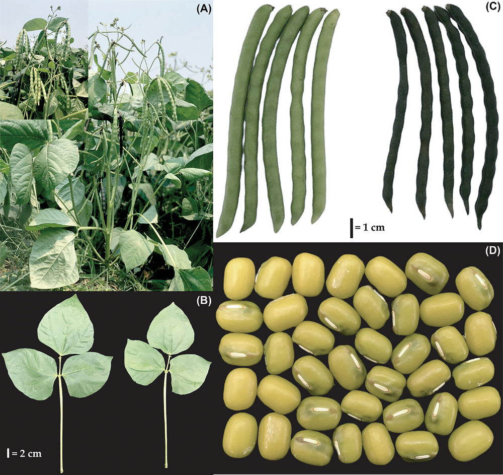 Plant and flowers (A), leaves (B), pods (C), and seeds (D) of the new mungbean cultivar KUML4. Image from Somta et al. (2024).