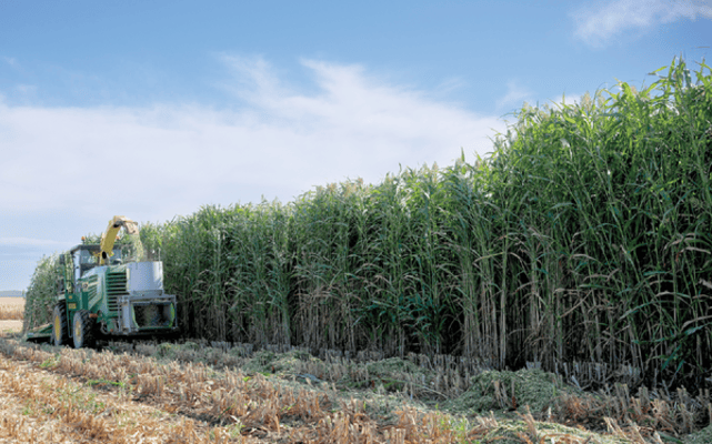 A forage chopper harvesting photoperiod-sensitive sorghum in Boone, IA at the end of the season. Photo by Joshua Kemp, Iowa State University.