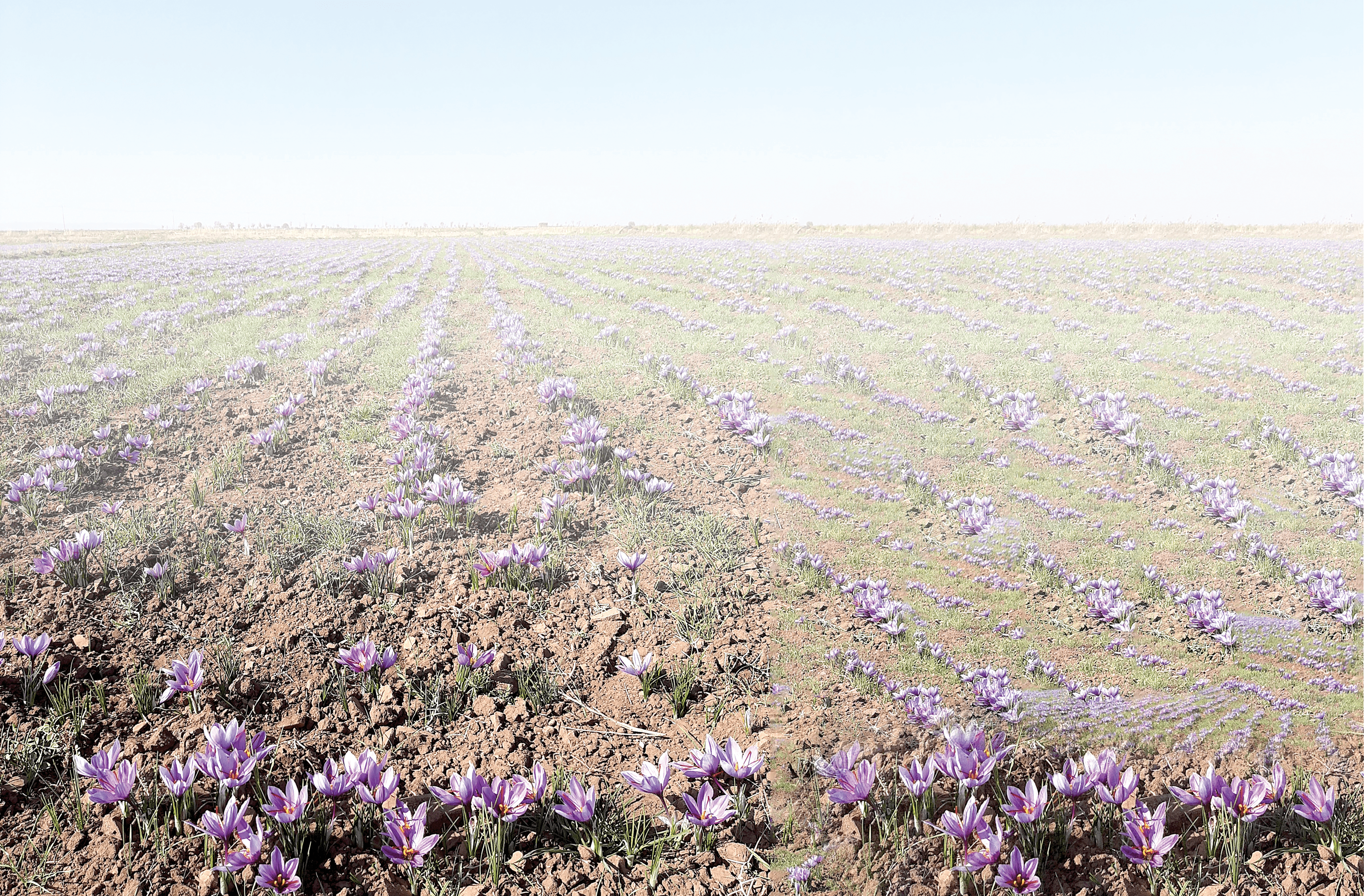 A saffron field in Neyshabur County, Razavi Khorasan Province, Iran. For a recent study in Agrosystems, Geosciences & Environment, Piratseh-Anosheh and col- leagues measured flower yield from 13 fields in Iran during harvesting season. The field in Neyshabur County produced some of the higher yields in the study. Photo courtesy of Hadi Piratseh-Anosheh.