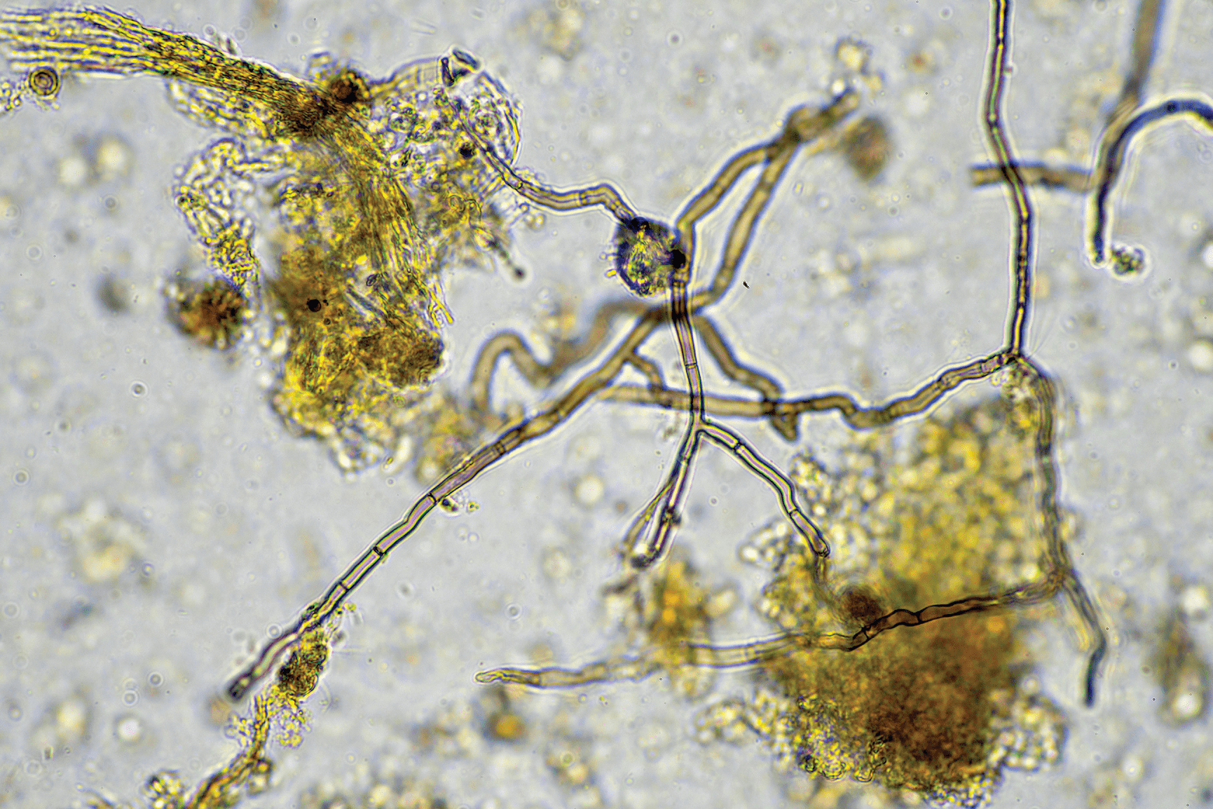 Microscopic view of a soil sample teaming with life. Photo courtesy of Adobe Stock/Phoebe.