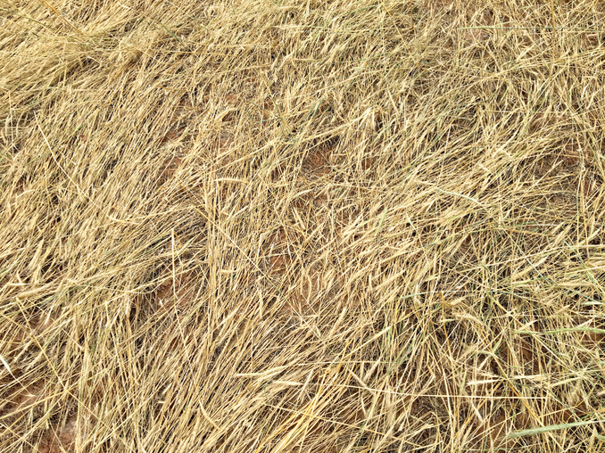 Cereal rye cover crop after termination. Photo by Muthukumar Bagavathiannan.