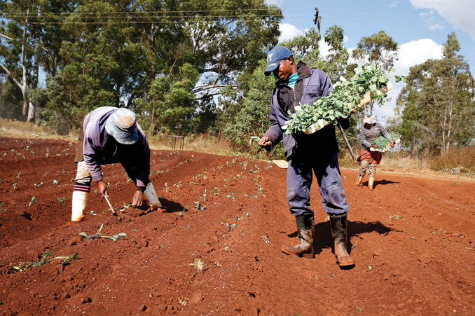 Planting cabbage seedlings in South Africa. Photo by Jemal Countess/Solidarity and reprinted here under this license: https:// creativecommons.org/licenses/by-nd/2.0/.