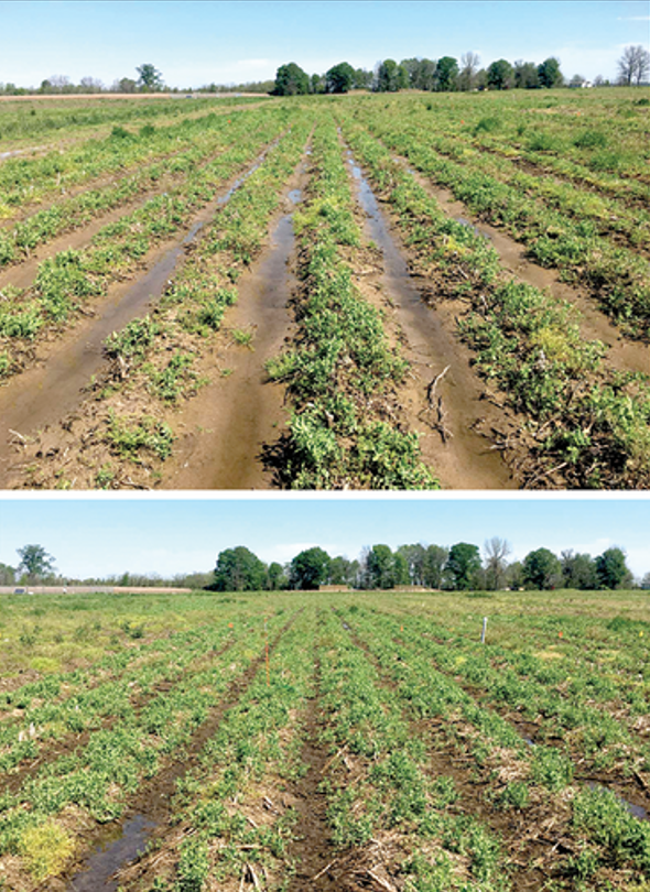 Top: conventionally tilled plot with stagnant water on the furrows during the rainy winter. Bottom: no-till furrows with water mostly absorbed by surface residue. Photos by Madhav Dhakal.
