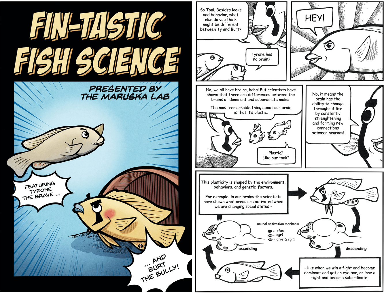 Left: The cover of Fin-tastic Fish Science, a comic book about the neuroscience of social defeat in an African cichlid fish designed to be ac- cessible to general audiences. Right: A page from Fin-tastic Fish Science in which scientific topics are explained to the characters. Gilgamesh explains to Tyrone and Toni the physical differences between subordinate and dominant males in their species, Astatotilapia burtoni, as well as neurobiological differences shown through the use of the neural activation marke