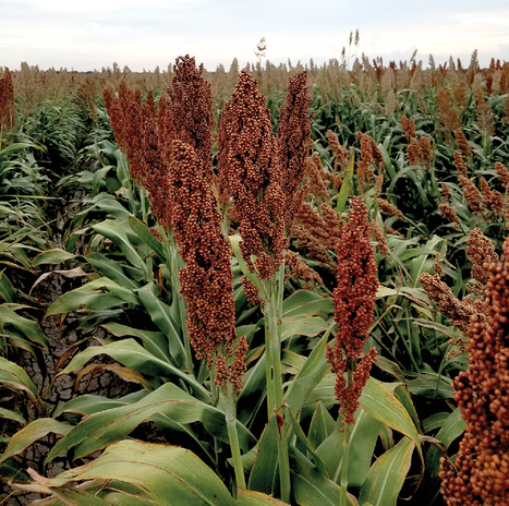 Grain sorghum hybrids in a yield trial near LaFeria, TX in summer 2021. Photo by Daniel Crozier, Texas A&M University.
