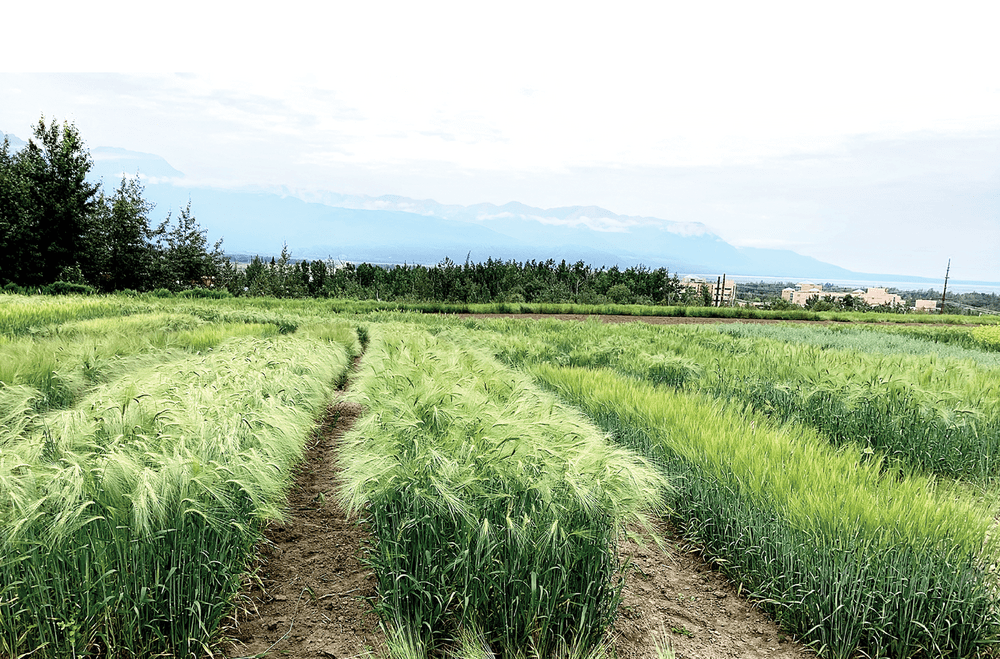 The Alaska Collaborative Food Production Systems Project’s barley varietal performance trial at the Matanuska Agriculture and Forestry Experiment Station in Palmer, AK. Photo courtesy of Jakir Hasan.