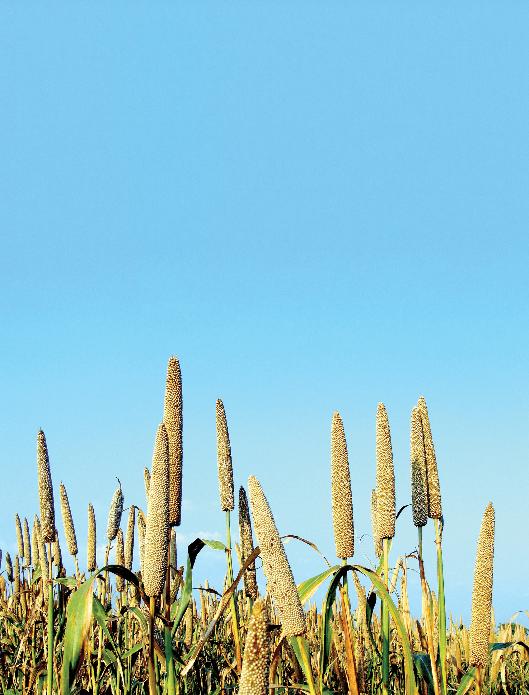 Photo courtesy of Wikimedia Commons/sarangib.