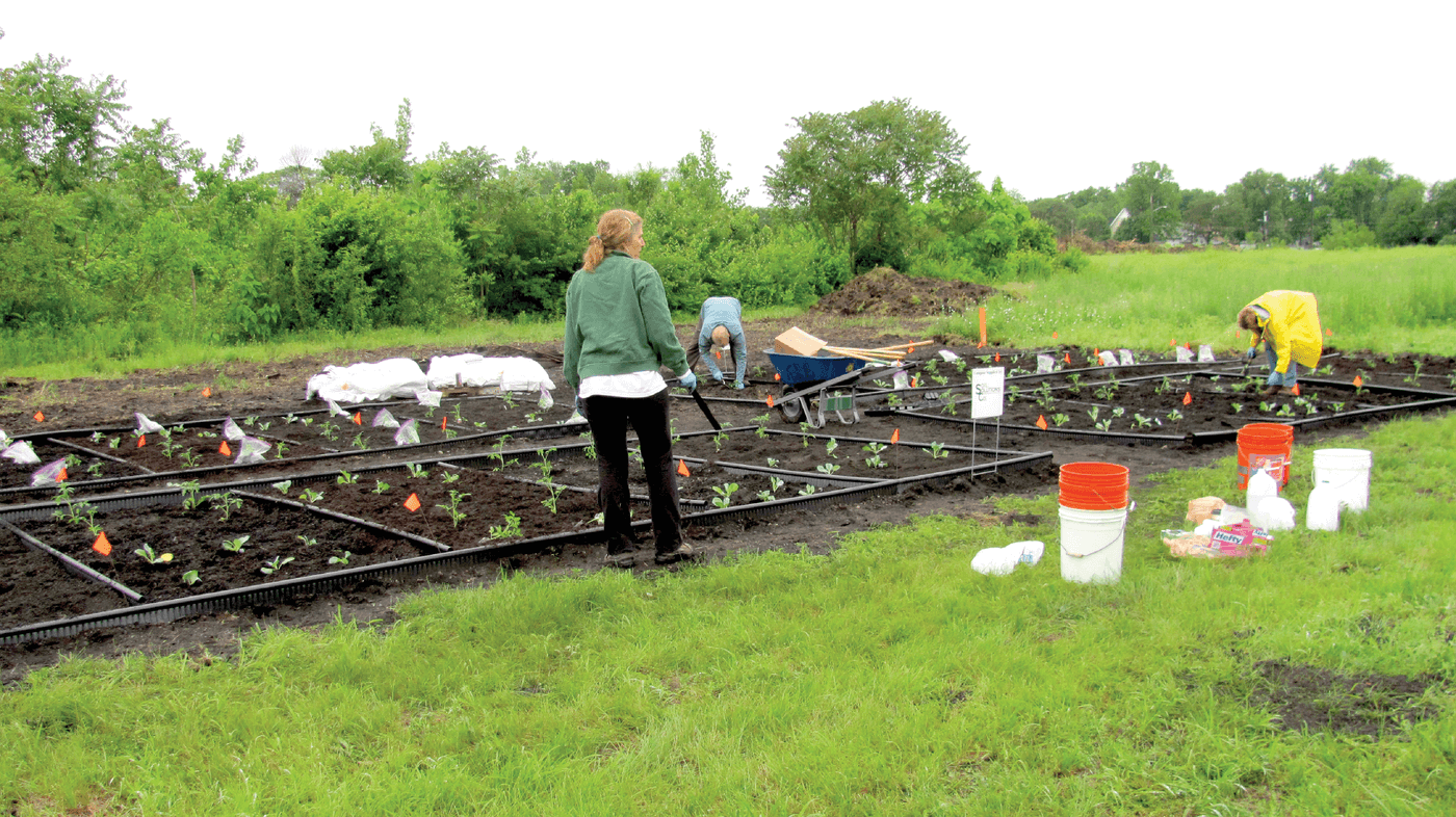 Installation of test plots used in this study. Photo by Ganga Hetti- arachchi.
