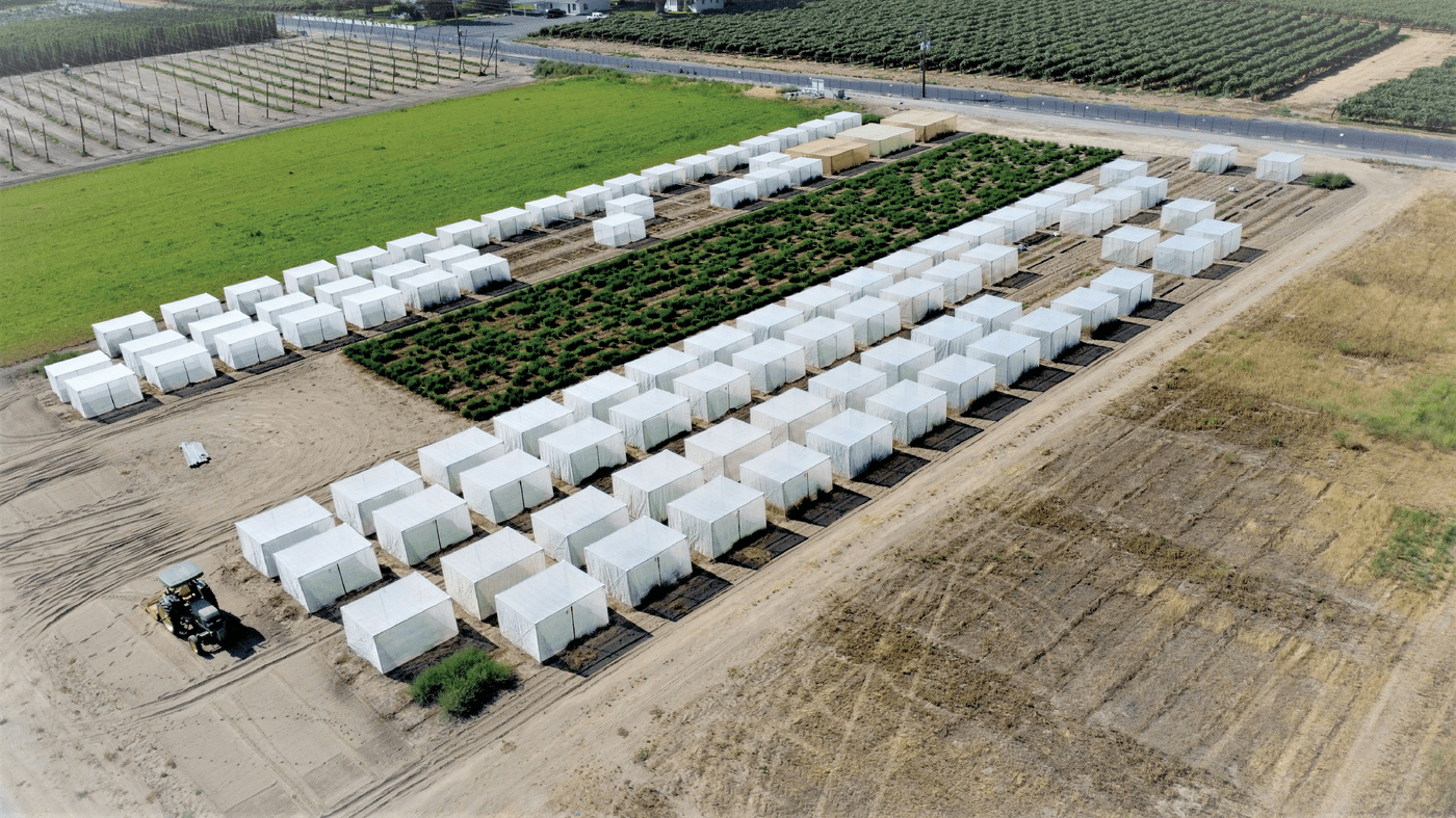 Alfalfa grow out at Prosser, WA including isolation cages.