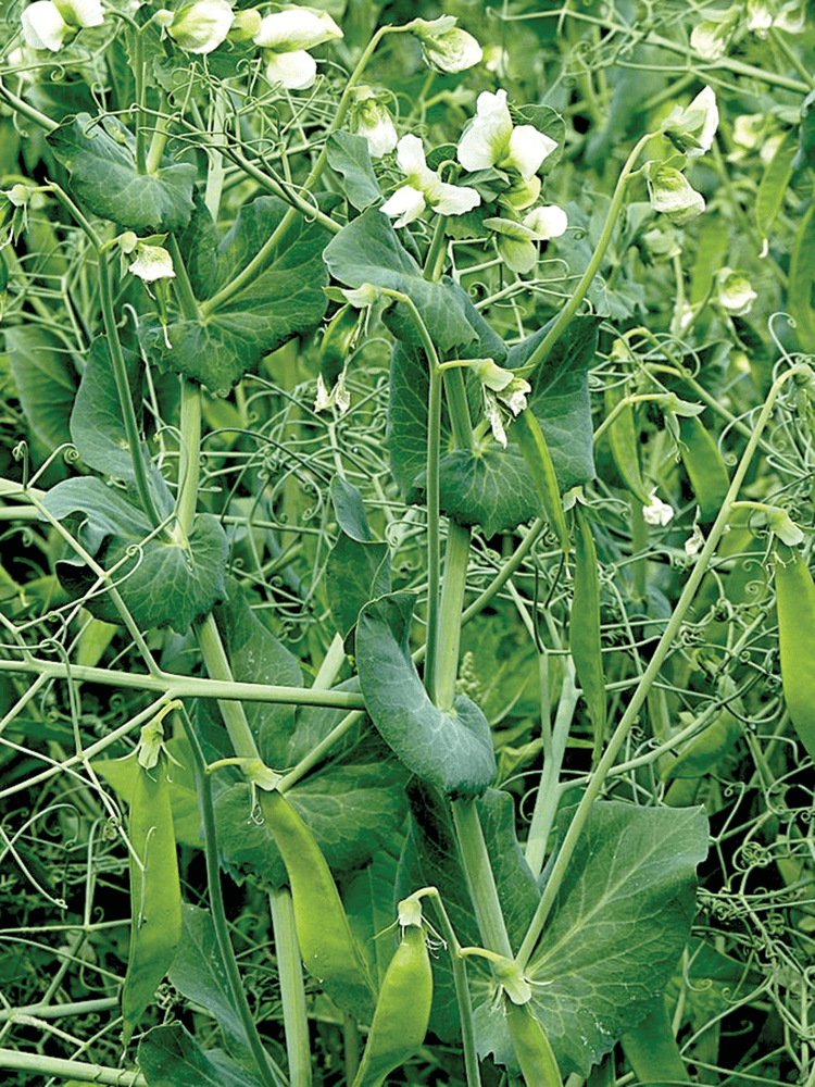 Researchers found that the domestication history of peas, shown here, has a significant impact on soil properties when peas are used as cover crops. Image by Jamain via Wikimedia Commons and published here under this license: https://creativecommons.org/ licenses/by-sa/3.0/legalcode.