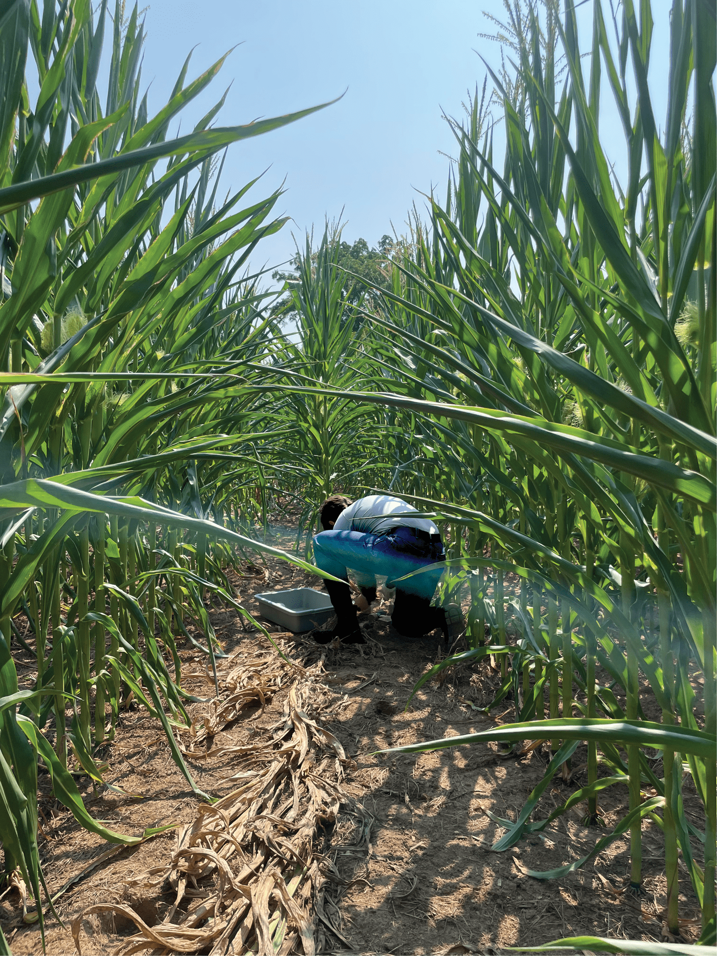 An intern participating in the Resilience Coordinated Agriculture Project (RCAP) in Dr. Bill Lamp’s lab at the University of Maryland in 2024 collects soil samples in a cornfield.