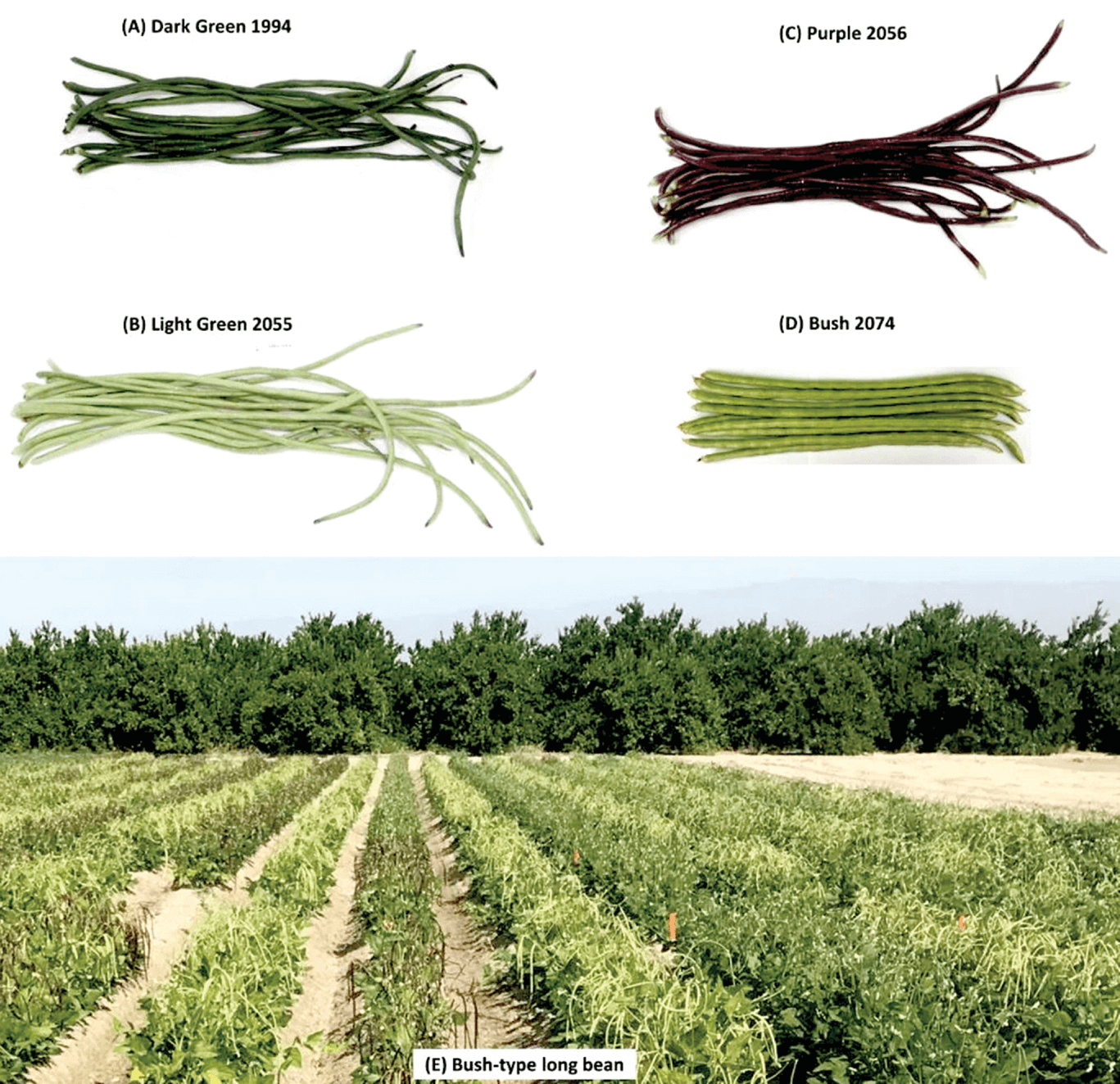 Pod samples of aphid-resistant vine-type long bean lines (A) Dark Green 1994, (B) Light Green 2055, (C) Purple 2056, and (D) nema- tode-resistant bush-type Bush 2074. The field trial (E) was conduct- ed in Thermal, CA in 2022. The images shows the determinate, erect growth habit of bush-type long bean plants. Photo by Lilian Thaox- aochay and Bao-Lam Huynh.