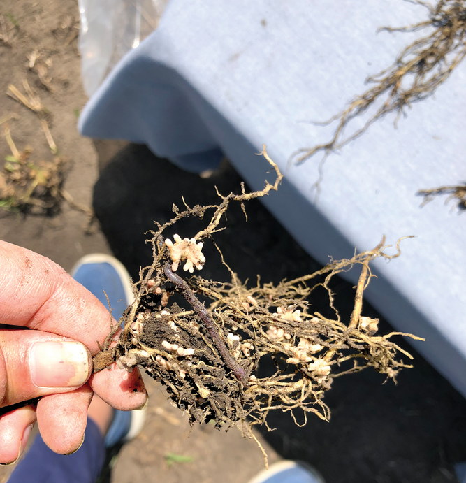 A pea root system nodulated by rhizobia, nitrogen-fixing bacteria, at an experimental site in Rosthern, SK, Canada. The pink nodules in- dicate active biological nitrogen fixation. Photo by Loveleen Dhillon.