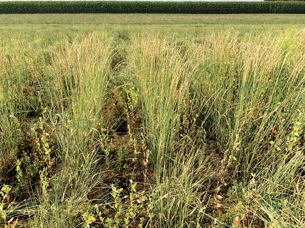 Intercropping has been shown to improve soil bulk density, soil aeration, nutrient mobilization, soil aggregation, microbial activity,  and overall soil health. This photo shows a Kernza–legume inter- crop and is courtesy of V. Picasso (originally published in CSA News  here: https://bit.ly/45az2vE).