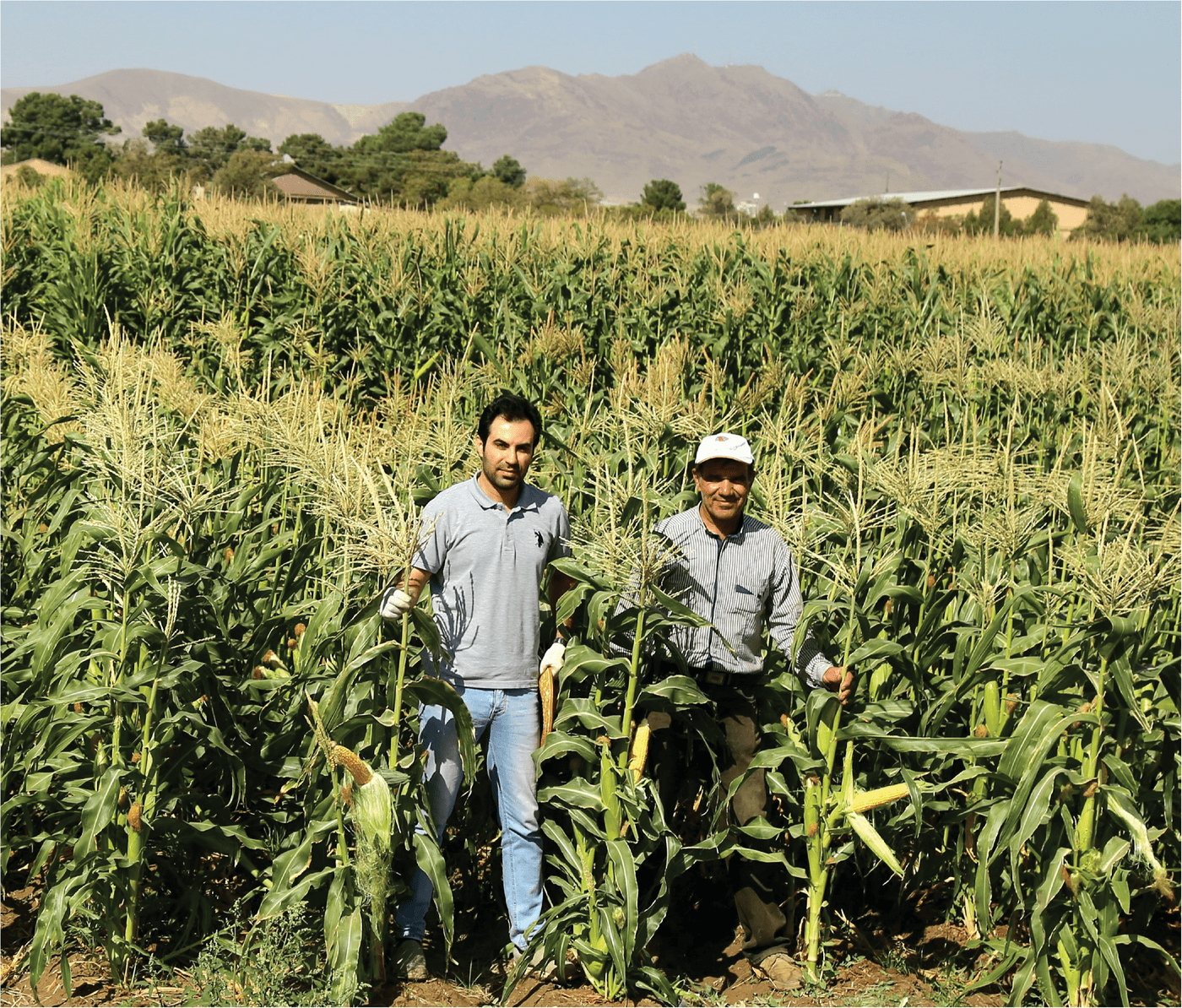 Researchers Mohsen Shahrokhi (left) and Saeed Khavari Khorasani (right) compare different promising sweet corn hybrids near harvest at Khorasan Razavi Agricultural and Natural Resources Research and Education Center in Mashhad, Iran. Photo by Hadi Hasanzade Moghadam.