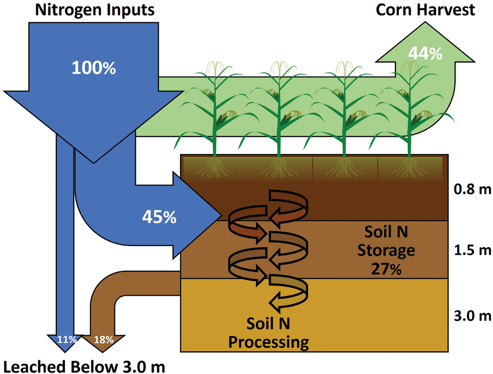 Fate of nitrogen (N) inputs at the Oregon State University field site across the three studied depths—0.8, 1.5, and 3.0 m. Illustration by Weitzman et al. (2024).
