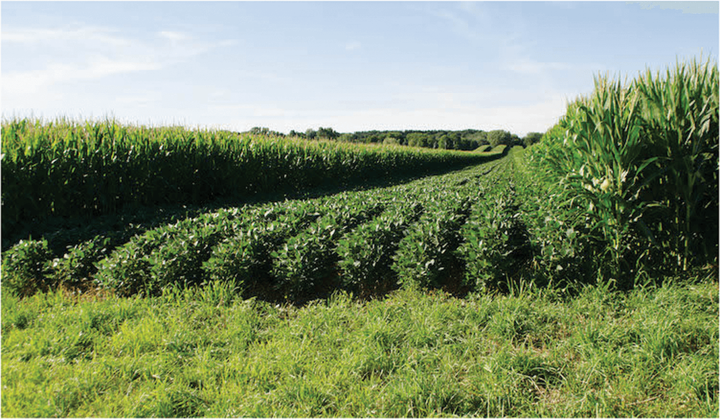 Strips of soybeans alternate with strips of corn on a farm in Wisconsin. Photo courtesy of Julia Gerlach/No-Till Farmer.