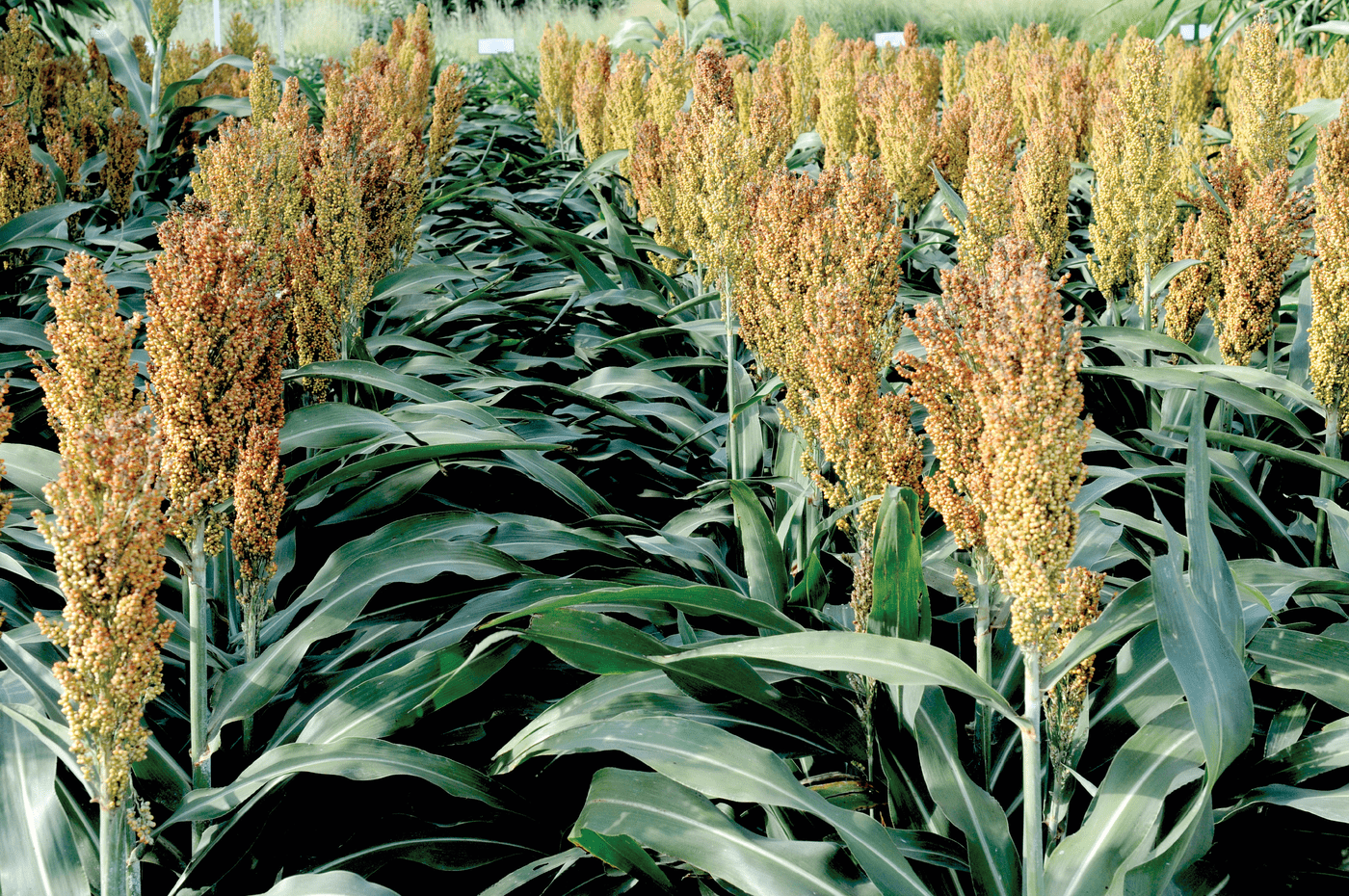 Sorghum, shown growing here, is an important crop in Kansas. Photo courtesy of K-State Research and Extension and reprinted here under this license: https://creativecommons.org/licenses/by/2.0/.