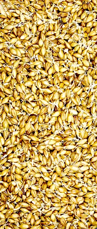 Photo courtesy of Adobe Stock/Kunz Husum.