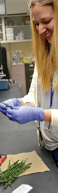 Brittany Moreland, biological science technician, prepares citrus budwood for cryopreservation at the National Laboratory for Genetic Resources Preservation in Fort Collins, CO. Photo by G. Volk. 