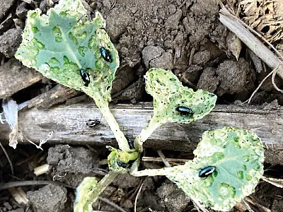 Crucifer and striped flea beetles feeding on canola. Photo by Priyanka Mittapelly, University of Alberta.