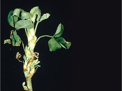 Opposite page: As stem nematodes feed, they produce enzymes and plant hormones that cause symptoms including yellowish, shortened stems; shortened internodes; and swollen buds that don’t elongate. Photo by Vernon L. Marble, courtesy of the UC Statewide IPM Program.