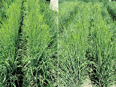 Barley–lentil (left) and barley–pea (right) alternate-row intercropping at the University of Idaho, Aberdeen Research and Extension Center. The seeding rate is 800,000 seeds/ac and 400,000 seeds/ac for monoculture and intercropping barley, 174,089 seeds/ac for intercropping pea, and 263,157 seeds/ac for intercropping lentil. No N fertilizers were applied in 2020 or 2021.