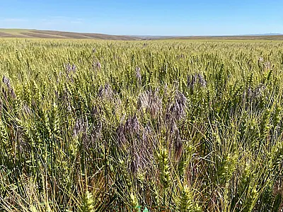 Downy brome infestation in a wheat field in Morrow County, Oregon. Photo by Victor Ribeiro.