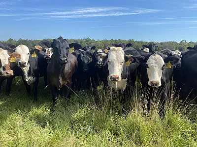 Smutgrass invasion into a bahiagrass pasture.