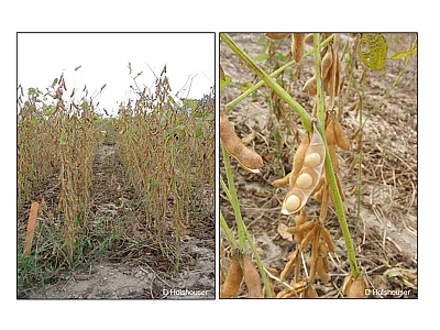 Example of green stem on fully developed soybean plants.