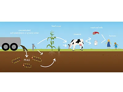 Figure 1. The soil → feed crop → livestock → human pathway of exposure to PFAS. Illustration by Sonora Ortiz.