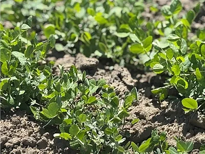 Growth of spring peas. Photo courtesy of Paulina Ramirez.