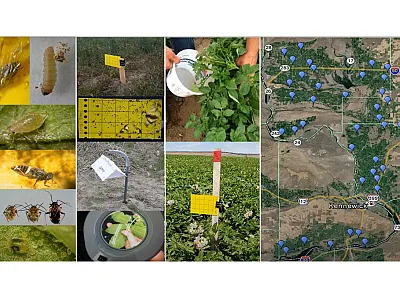 Screenshot from a video (https://www.youtube.com/watch?v=YoITsKe5c1k) about the Washington State University Potato Decision Aid System courtesy of Carrie Wohleb.