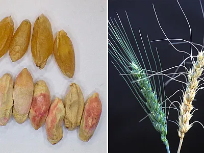 Left: The top row of durum wheat is healthy while the lower row is infected with Fusarium head blight and exhibits shriveled, chalky and pinkish discoloration symptoms. Photo by Andrew Friskop, North Dakota State University. Right: The barley head on the left is healthy while the one on the right is infected with Fusarium head blight. Photo by Keith Weller/USDA-ARS.