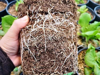 Root growth of lettuce plants cultivated in hemp-based growing media.
