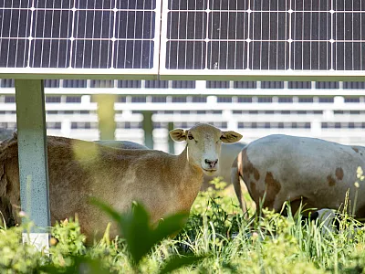 Photo from Nittany 1 Solar Farm courtesy of Lightsource bp.