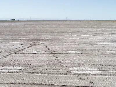 This photo shows salt buildup around new pistachio plants in the Kern Delta in California with salt levels at 50dS/m.