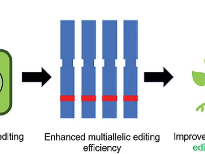 Advances in gene-editing technologies are accelerating the genetic improvement of polyploid crops. Image by David May.
