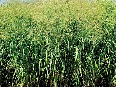 Cedar Creek switchgrass has 20% higher biomass yield than the best commercial cultivar. Photo courtesy of DoKyoung Lee.