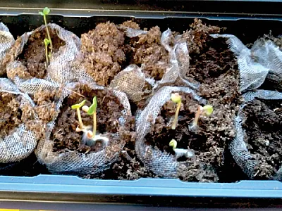 A windowsill garden after one week of growth during an “Energize Your Life” virtual gardening class. Photo by Kim Spaccarotella.