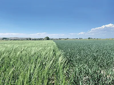 Emmer (right) and spelt (left) grow on a farm in Washakie County, Wyoming. Both grains were planted at the same time. Note that emmer developed a seed head more rapidly than spelt.