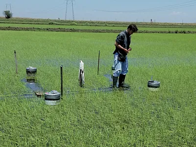 Study co-author Henry Perry sampling greenhouse gas emissions in a flooded organic rice field. Perry was a graduate student at UC Davis and passed away in 2022. Photo by Bruce Linquist.