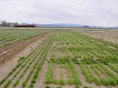 The USDA-Yeti orchardgrass selection nursery at Panguitch, UT. Photo by Joseph Robins.