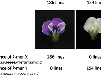 The occurrence of short sequence motifs, pinpointed from the re- sults of a GWAS, distinguished between white- and purple-flowered  soybean accessions. Figure reproduced with permission from the following article by Sundaramoorthy et al. published in the Journal of the Korean Society for Applied Biological Chemistry: https://doi. org/10.1007/s13765-015-0077-z.