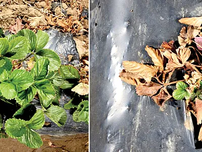 Phytophthora crown rot symptom extremes observed among individuals in a strawberry population developed for a genomic selection study. The plants were artificially inoculated with the pathogen. The highly resistant plant (left) was symptomless while the highly susceptible plant (right) wilted and collapsed. Photos by Fred Greaves/UC-Davis.