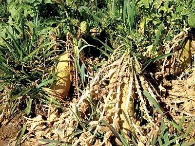 In this tillage radish and cereal rye cover crop blend, the radishes experienced winter kill due to taproot exposure. Photo by Kelsey Greub.