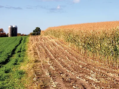 Alfalfa in rotation with annual crops aggressively scavenges nitrogen in the soil and can significantly reduce nitrate contamination of  groundwater. Photo courtesy of UNL CropWatch.